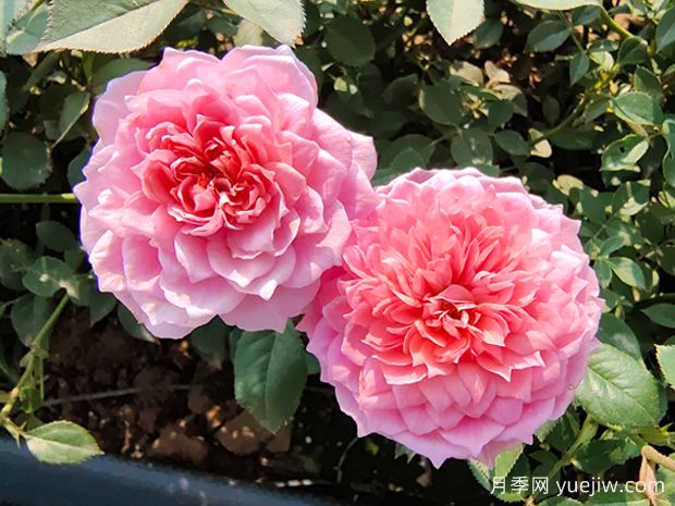 讓月季花連續(xù)開花的辦法有哪些？(圖1)