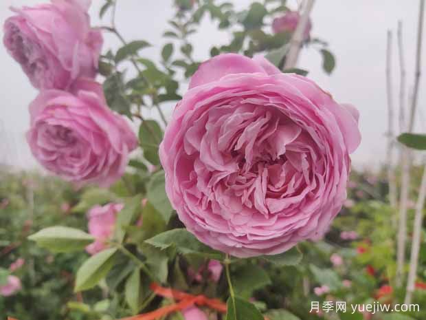 分享八款歐月月季花，顏值爆棚非常美麗(圖1)