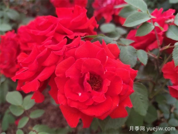 如何選擇適合自己的豐花月季品種？(圖1)