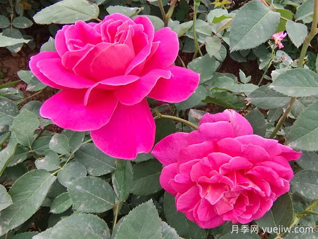 月季花的第二波花，如何讓花長(zhǎng)得更好？(圖1)