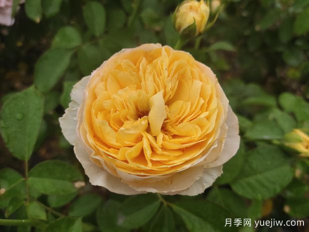 推薦一些適合做切花的品種月季？(圖1)