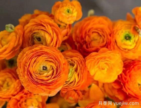 欲與牡丹爭(zhēng)艷的花毛茛“洋牡丹”，超高顏值(圖1)