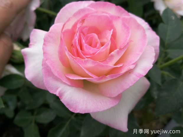 百種花語大全，傾聽花卉的語言(圖1)