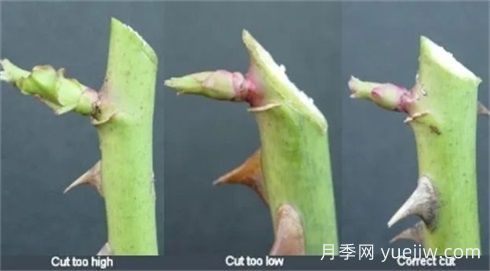 全面月季修剪教程：修剪時(shí)間、修剪程度及各類月季修剪方法(圖3)