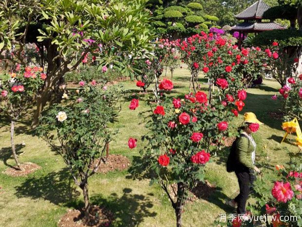 南寧南湖公園新年花季開(kāi)展，2萬(wàn)株月季盛放香飄滿(mǎn)園(圖2)