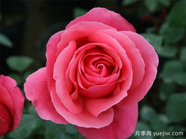 月季網(wǎng)：綠化工程必看，月季的八大類型品種和應(yīng)用(圖1)