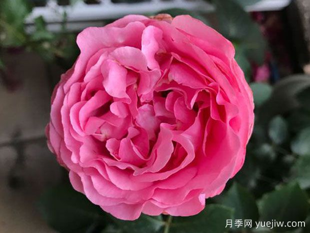 伊芙卡隆月季(圖1)