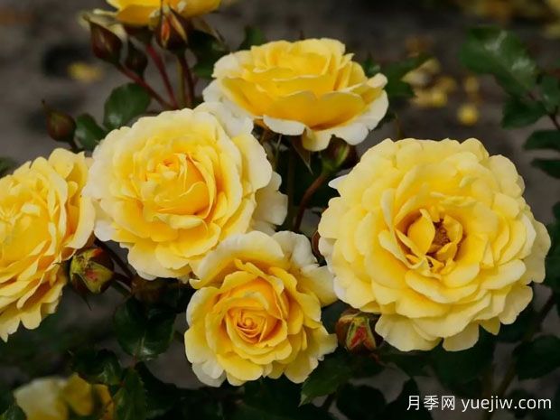 陽(yáng)光少女月季/驕陽(yáng)少女(圖2)
