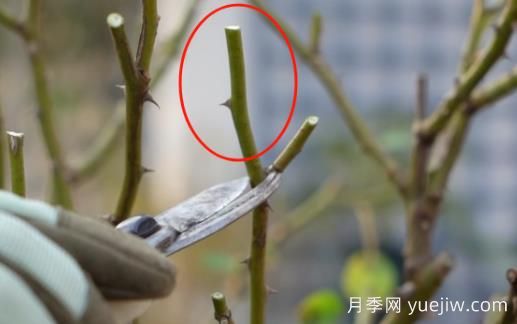 冬季修剪全掌握之灌木月季怎么剪？(圖2)