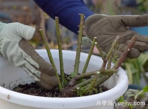 冬季修剪全掌握之灌木月季怎么剪？(圖3)