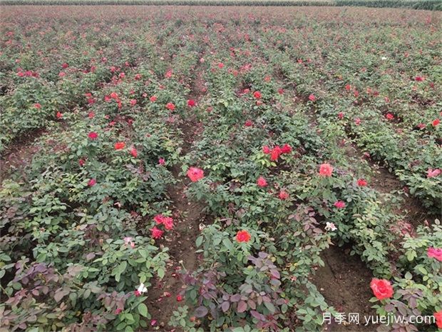 盆栽花草凍壞了還能挽救嗎？(圖1)