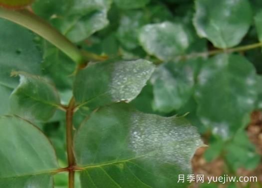 9種常見(jiàn)的月季病蟲(chóng)害，癥狀與防治都在這里(圖1)