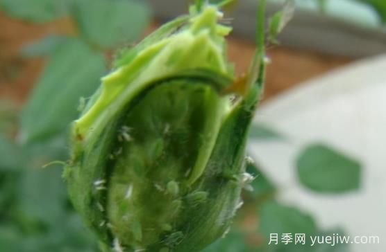 9種常見(jiàn)的月季病蟲(chóng)害，癥狀與防治都在這里(圖2)