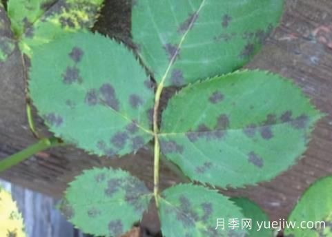 9種常見(jiàn)的月季病蟲(chóng)害，癥狀與防治都在這里(圖3)