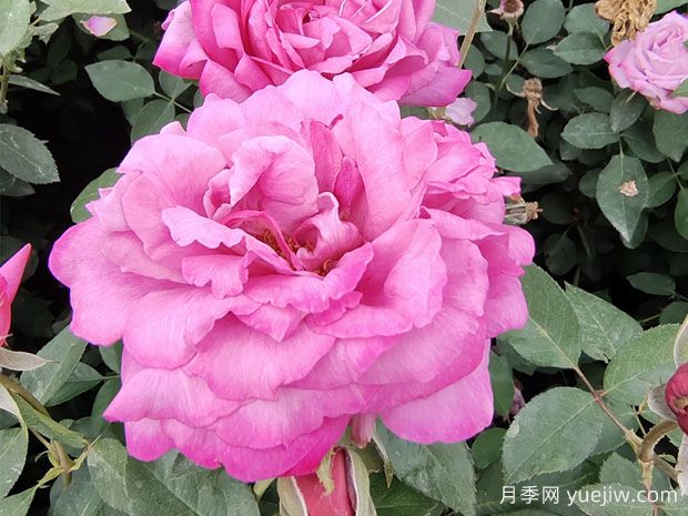 25個藍(lán)紫色月季品種大合集，天然藍(lán)紫美到心里(圖3)