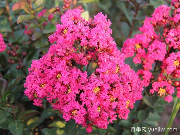 要想紫薇開花好，冬季修剪要認(rèn)真做(圖1)