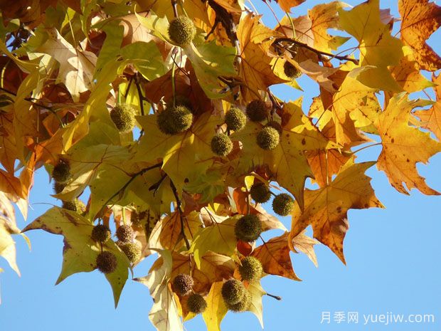 ?世界十大行道樹種類，法桐櫸樹榆樹七葉樹在列(圖1)