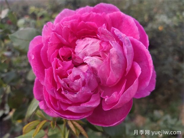 害怕花刺，推薦10種無(wú)刺少刺又仙氣十足的月季品種(圖2)