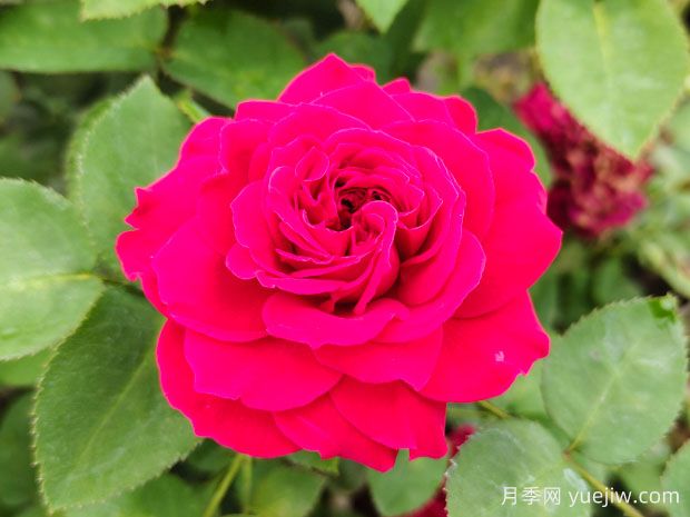 月季花和玫瑰花有區(qū)別嗎？(圖2)