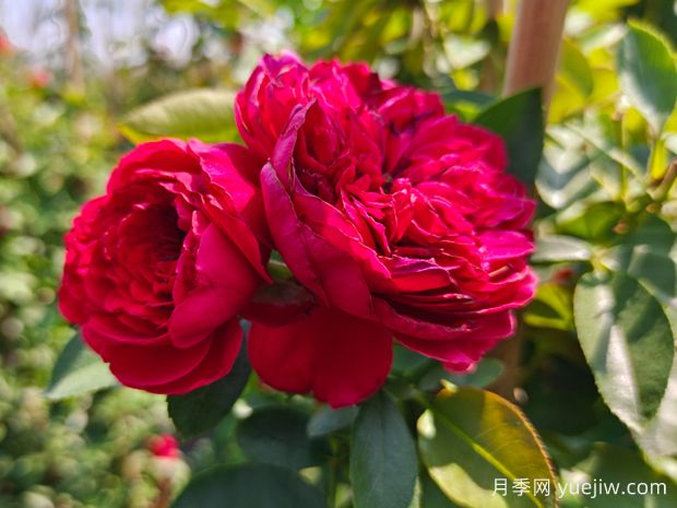 花量大到能遮陽的4種花卉，盆里加上阿司匹林，花比葉還多(圖1)