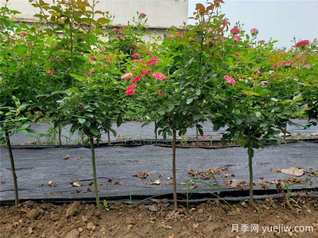 嫁接月季砧木用山木香好還是野薔薇好？(圖1)