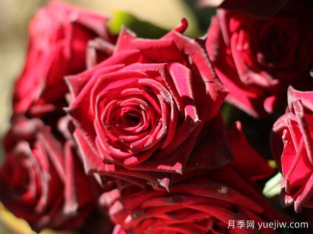 5個又耐陰又豐花的月季品種，花友有的選擇(圖2)