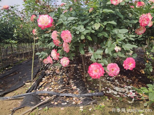 庭院首選棒棒糖樹狀月季，氣質(zhì)花卉，典雅大方(圖1)