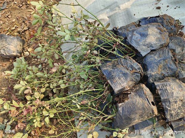 仙境盆栽月季杯苗粉色豐花，綠化工程批發(fā)(圖3)