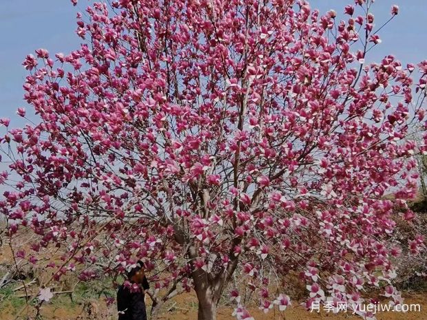 庭院植物如何種出高級感？(圖1)