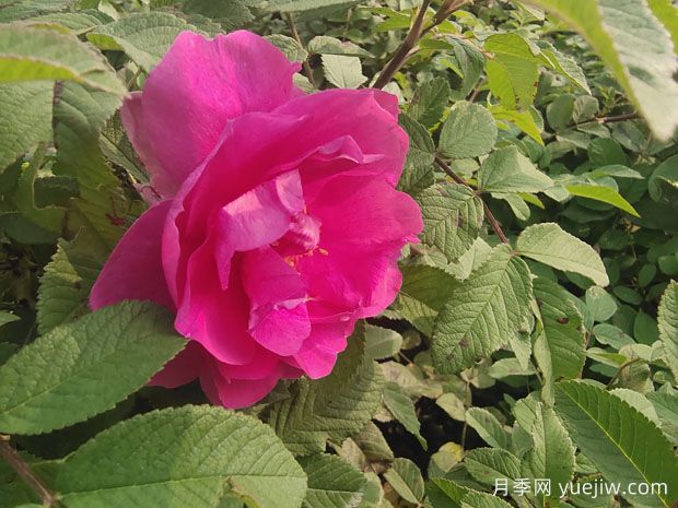月季、玫瑰、薔薇，到底有什么區(qū)別？(圖2)