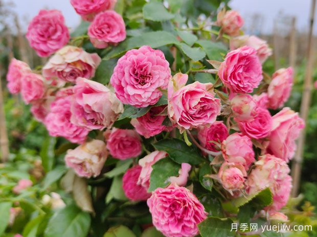 花量大生長快的4種月季花，適合打造花墻拱門(圖1)