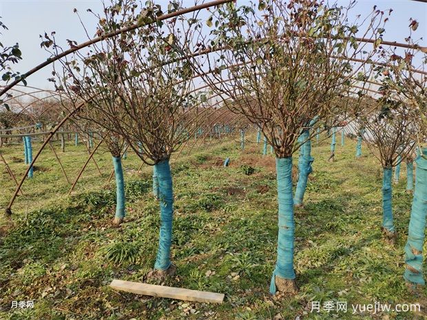 8-12公分高桿樹(shù)樁月季基地供應(yīng)出售，園林別墅大景觀(圖2)