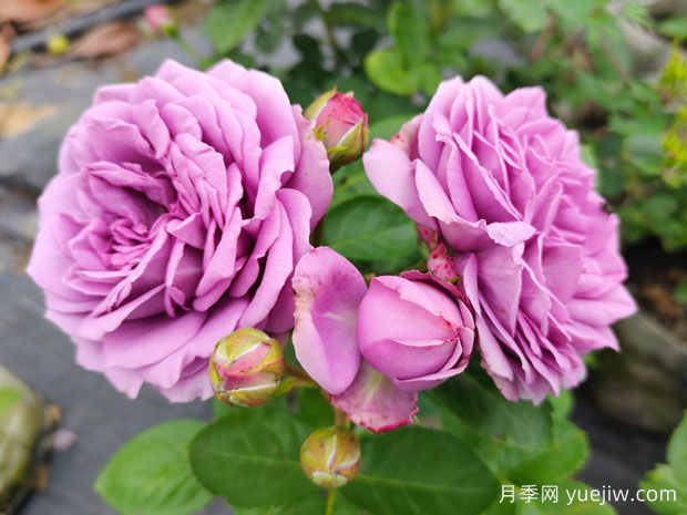 冬季養(yǎng)月季花，做好4點(diǎn)防護(hù)春季開(kāi)滿(mǎn)花(圖1)