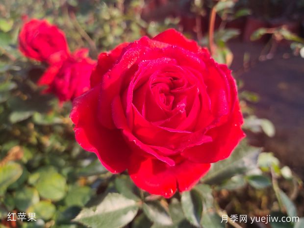 經(jīng)典中國(guó)紅微月看紅蘋果月季(圖1)