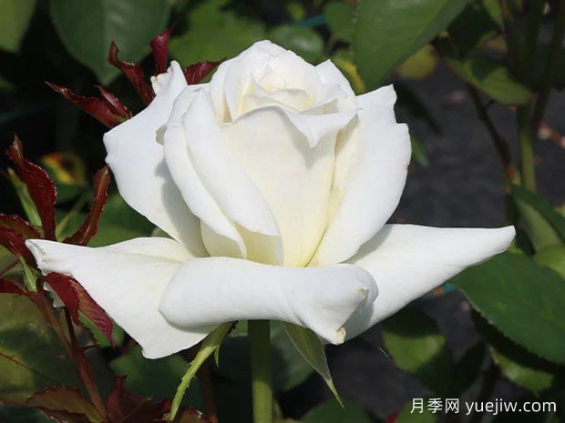 帕斯卡利月季(圖1)