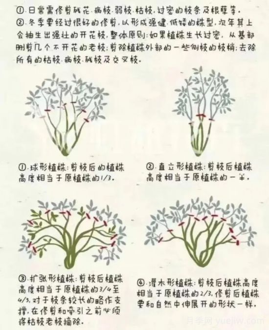 又快到春天月季修剪時(shí)，詳細(xì)圖解教你學(xué)會(huì)要領(lǐng)(圖1)