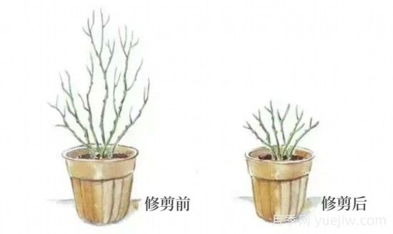 又快到春天月季修剪時(shí)，詳細(xì)圖解教你學(xué)會(huì)要領(lǐng)(圖2)