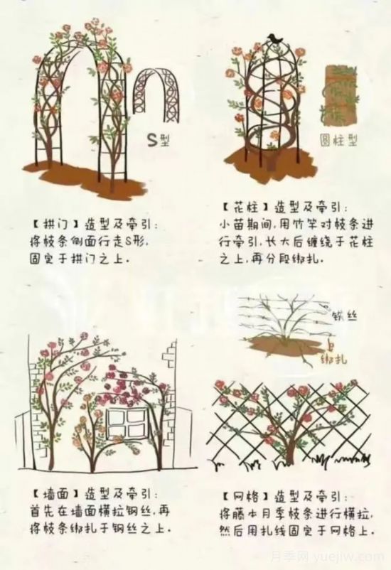 又快到春天月季修剪時(shí)，詳細(xì)圖解教你學(xué)會(huì)要領(lǐng)(圖3)
