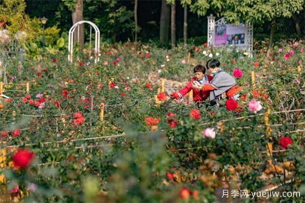 冬日爛漫花海惹人醉，廣州云臺(tái)花園1.2萬(wàn)棵月季花盛放(圖1)