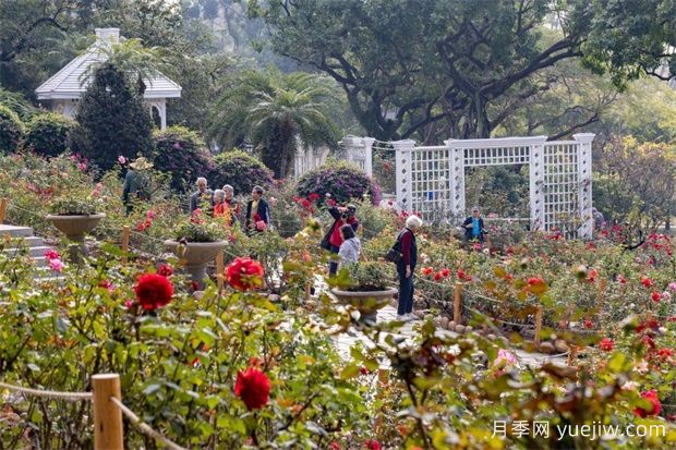 冬日爛漫花海惹人醉，廣州云臺(tái)花園1.2萬(wàn)棵月季花盛放(圖2)