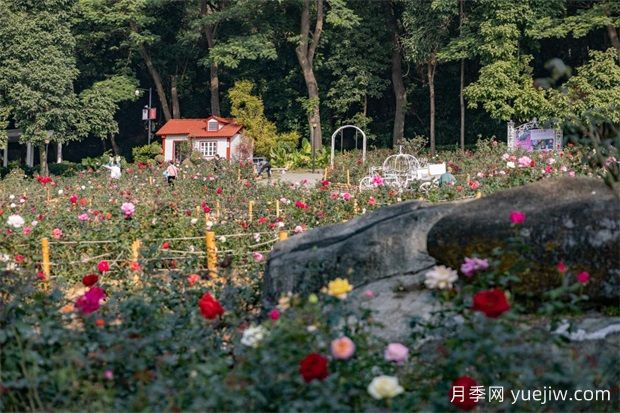 冬日爛漫花海惹人醉，廣州云臺(tái)花園1.2萬(wàn)棵月季花盛放(圖3)