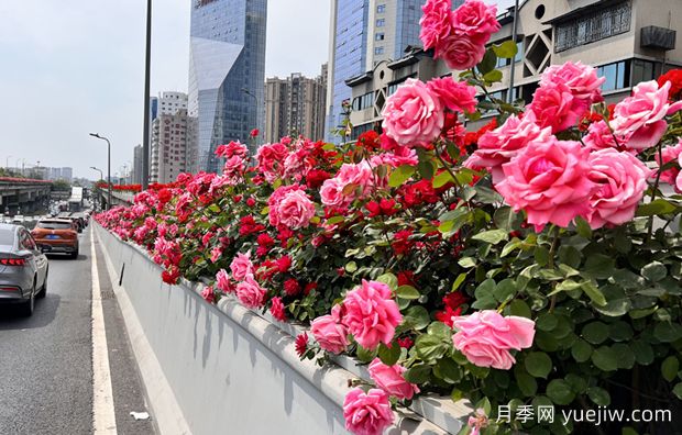 成都二環(huán)高架橋月季下橋過冬，四月相會(圖1)