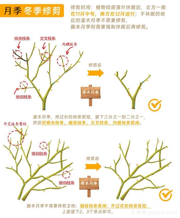 月季冬剪全攻略！各地區(qū)月季修剪時(shí)間和方法，全總結(jié)(圖1)