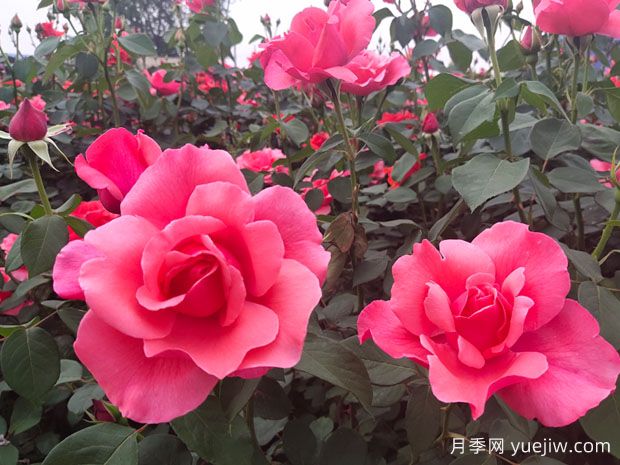 湖南各地市的市花分別是什么？(圖1)