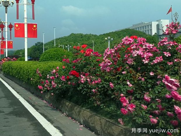 長沙月季應(yīng)用和景觀圖集(圖4)