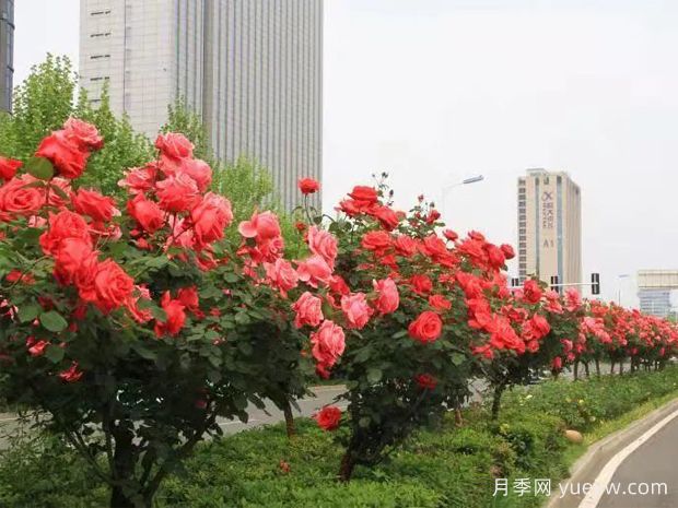 精心修剪，合肥高新區(qū)打造靚麗月季風景線(圖1)