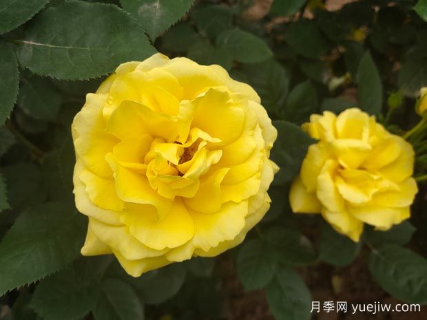 黃玫瑰的花語是什么？黃玫瑰的寓意和象征(圖1)