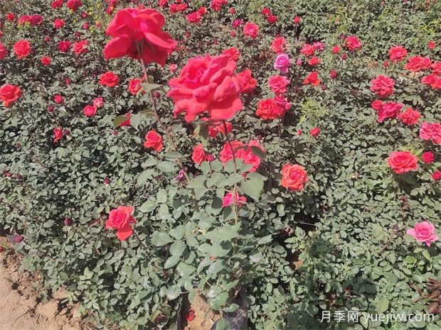 月季只長葉子不開花？應該怎么辦(圖1)