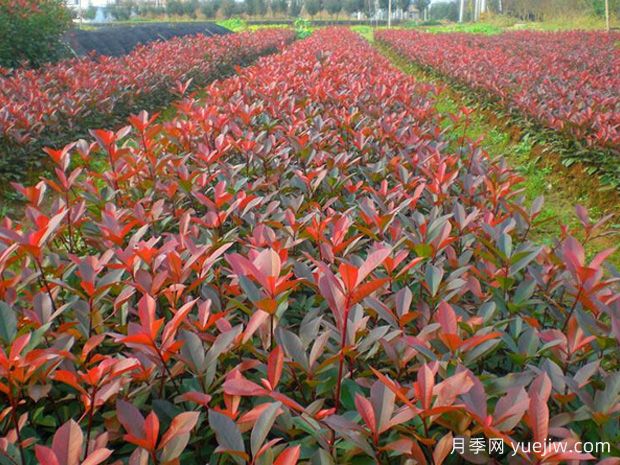 紅葉石楠種植密度應(yīng)該是多少株？(圖1)