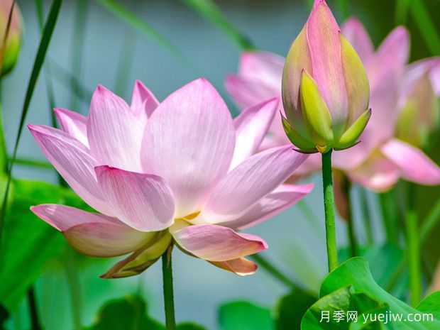 蓮花與荷花有什么區(qū)別？(圖1)